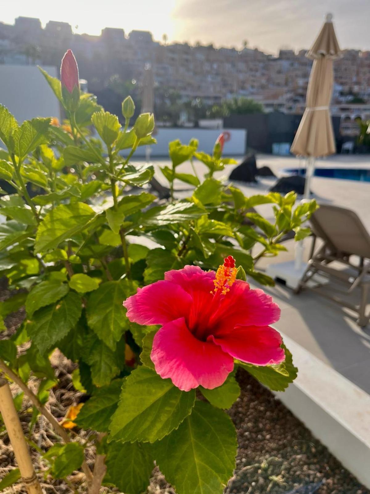 Costa Adeje Garden Aparthotel Плая де лас Америкас Екстериор снимка